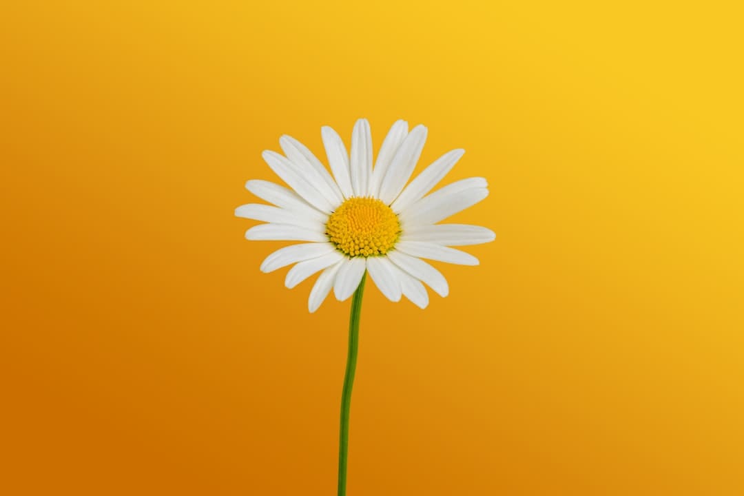 花蛤属于海鲜还是河鲜